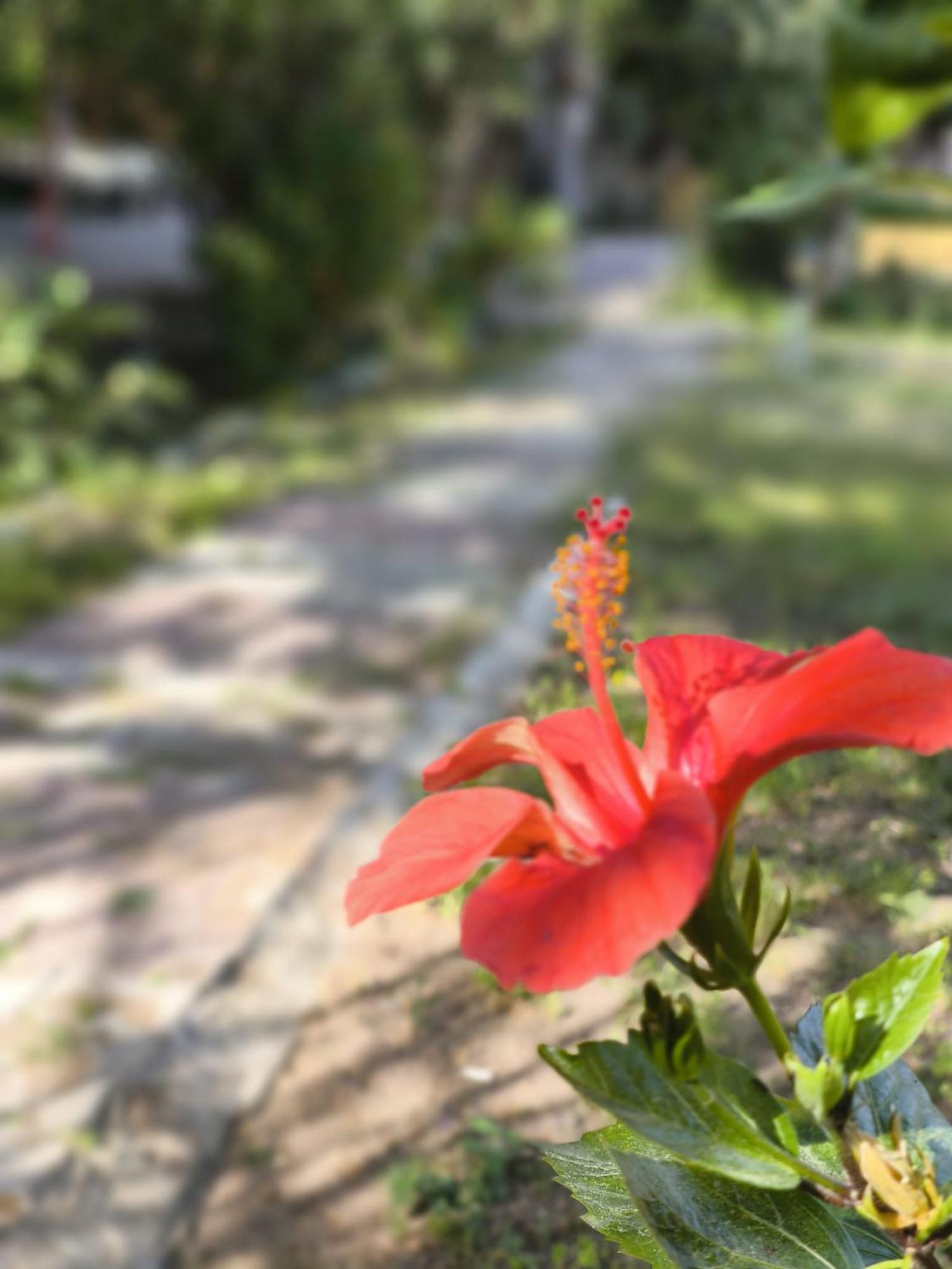 çirali Natural Lıfe
